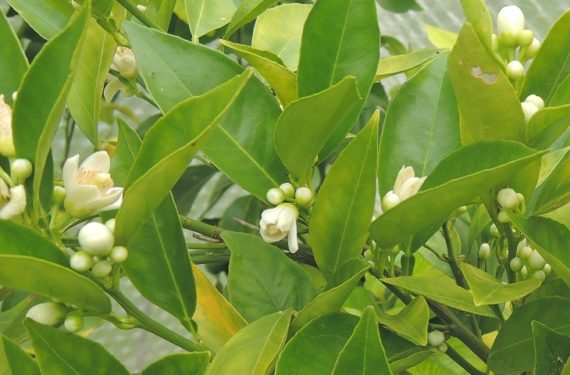 Orange citrus in flower in an unheated Sussex greenhouse in January