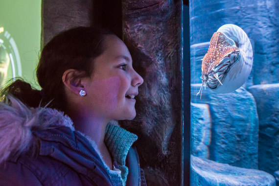 Millie Archery Harman fascinated by the Nautilus - one of the creatures that have lived in the seas unchanged for millions of years - and an interactive display that includes being charged by a Megalodon delight visitors as the new Jurassic Seas display opens at SEALIFE Brighton. photo ©Julia Claxton