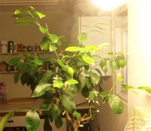 Indoor Citrus plant being illuminated by a bright CFL