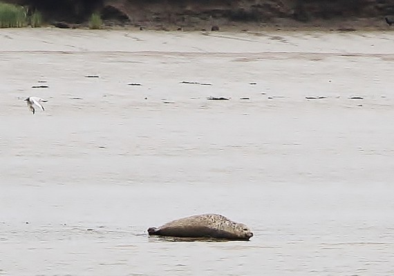 A seal basking on the mud flats