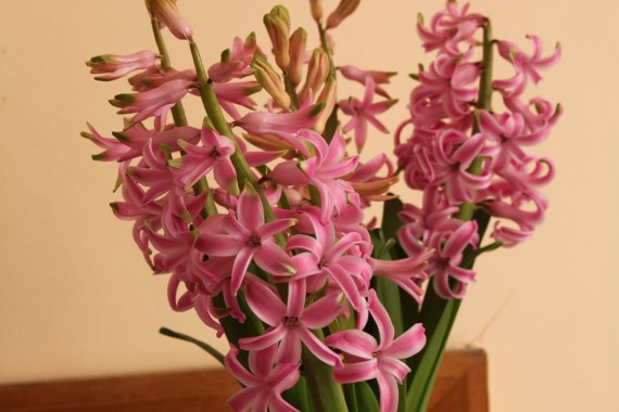 image of pink Hyacinth