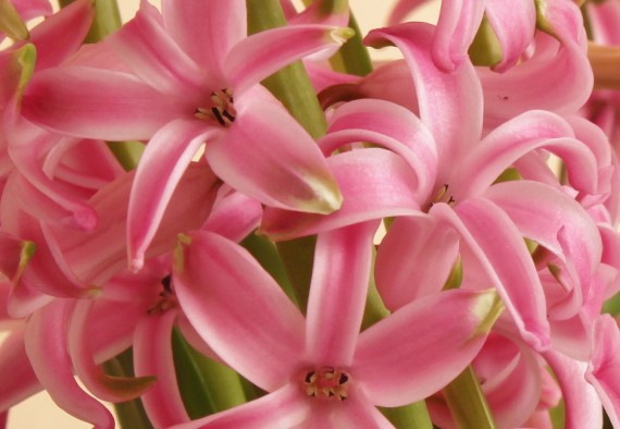 image of pink Hyacinths