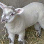 photo of lamb