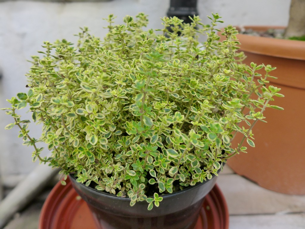 image of golden thyme plant